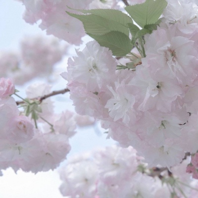 Furry插画光影处理技巧Furry群